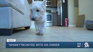 South Florida dog missing for 331 days miraculously found