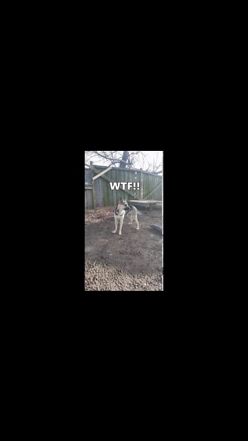 Tik Tok Memes, I Think My Dog Is Broken | Gerberian Shepsky #shorts