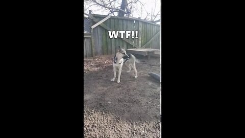 Tik Tok Memes, I Think My Dog Is Broken | Gerberian Shepsky #shorts