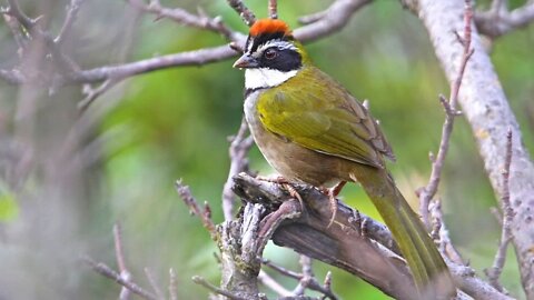 Pardal Exótico do México - Collared Towhee (Pipilo de Coleira)