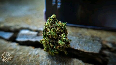 JKDISTRO THCA COTTON CANDY 🍬