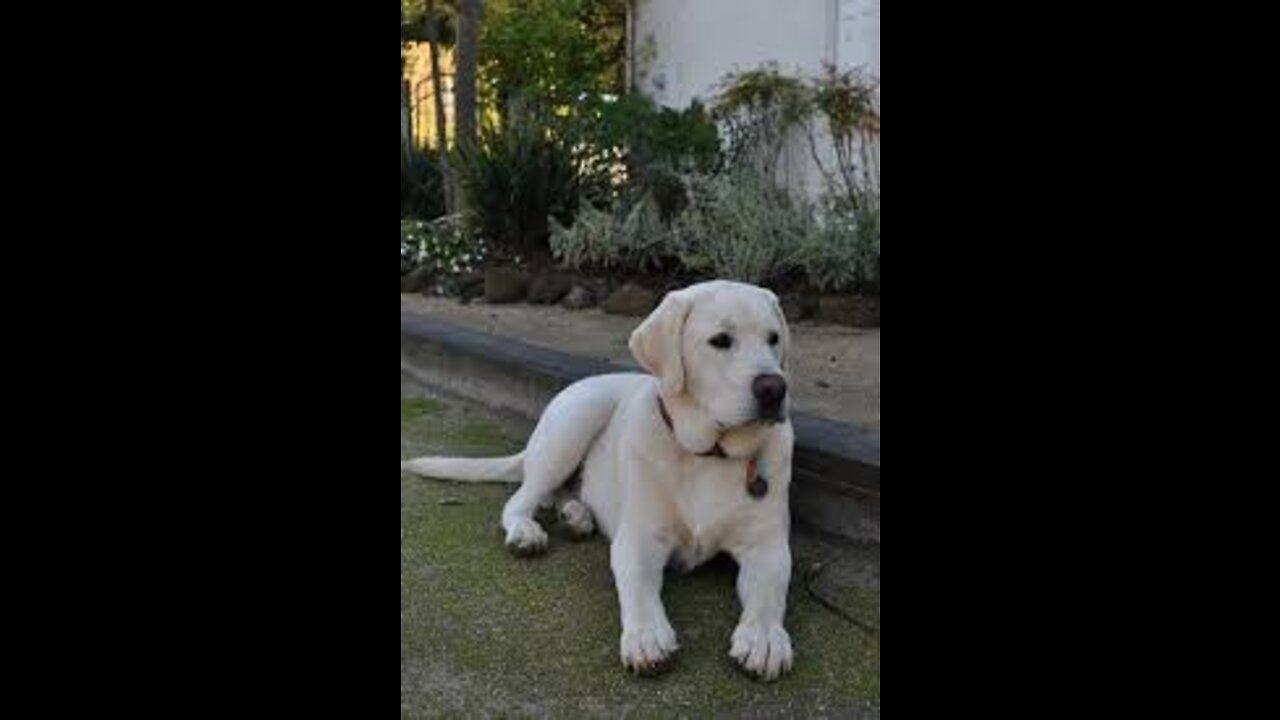 Funniest & Cutest Labrador Puppies #2 - Funny Puppy Videos 2020