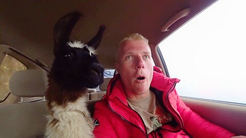 Bolivia's Most Dangerous Road with Kevin The Llama 🇧🇴