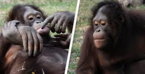 Monkey reaction to magic 😅 || funny video