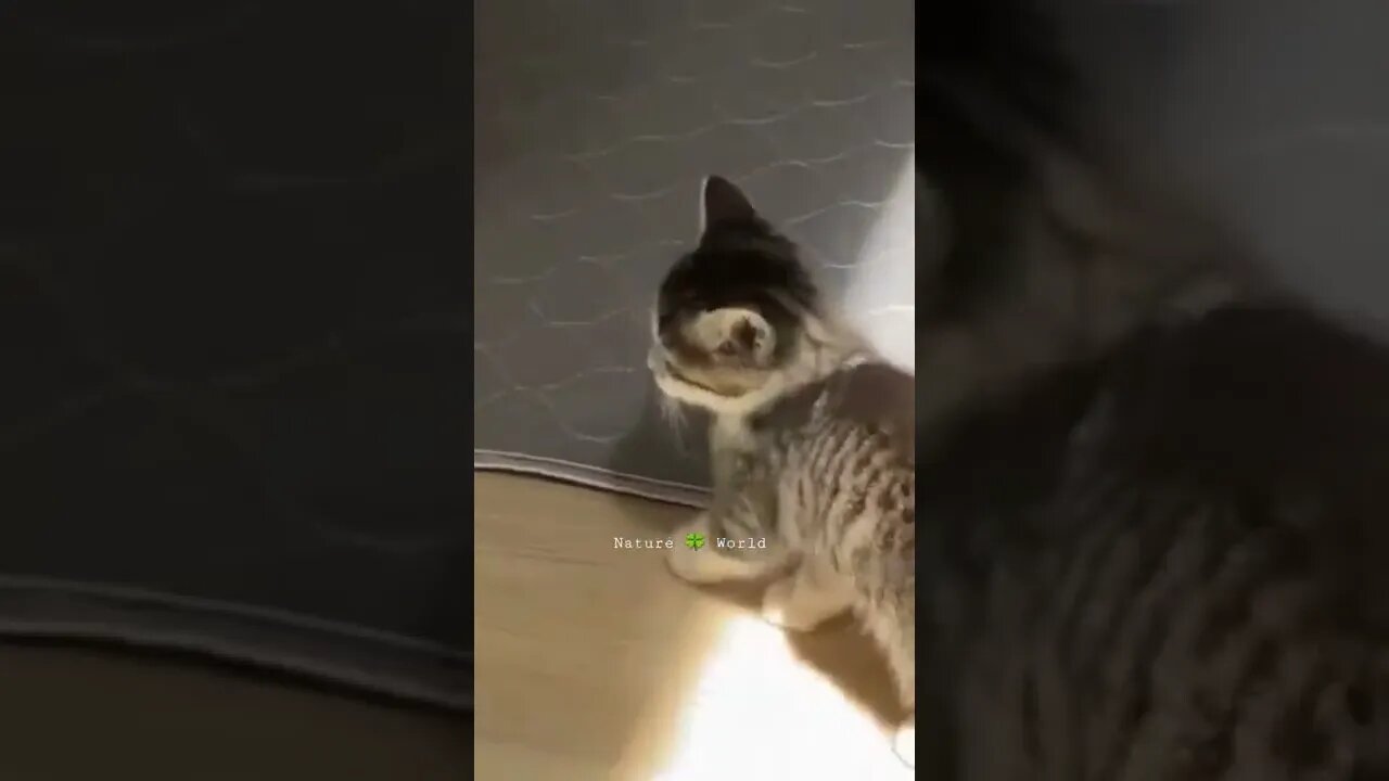 छोटी प्यारी बिल्ली क्या कर रही है😅What Is The Little Cute Cat Doing #shorts #ytshorts #kitten
