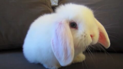 Cute Baby Bunny Washing Her Face