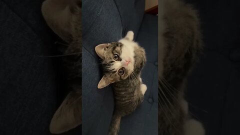 Cute pet