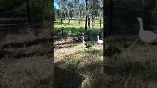 Ducklings eating Green grass running around day six out