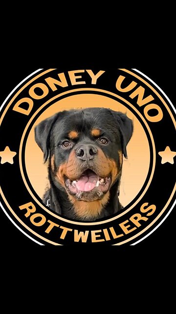 STUD AVAILABLE AT DONEYUNO ROTTIES.