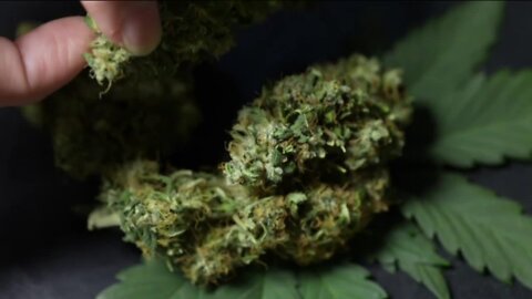 Kenosha approves referendum to measure public's opinion on marijuana