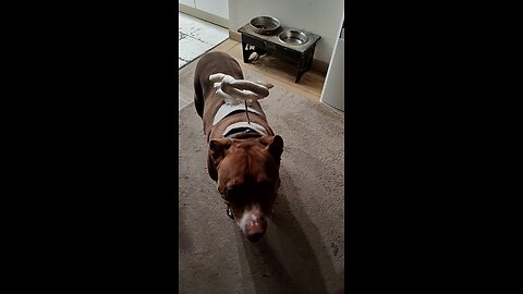 Pitbull as Angel for Halloween