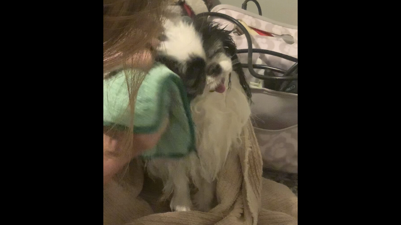 Tiny Japanese Chin Pup Has Bath Day❤️