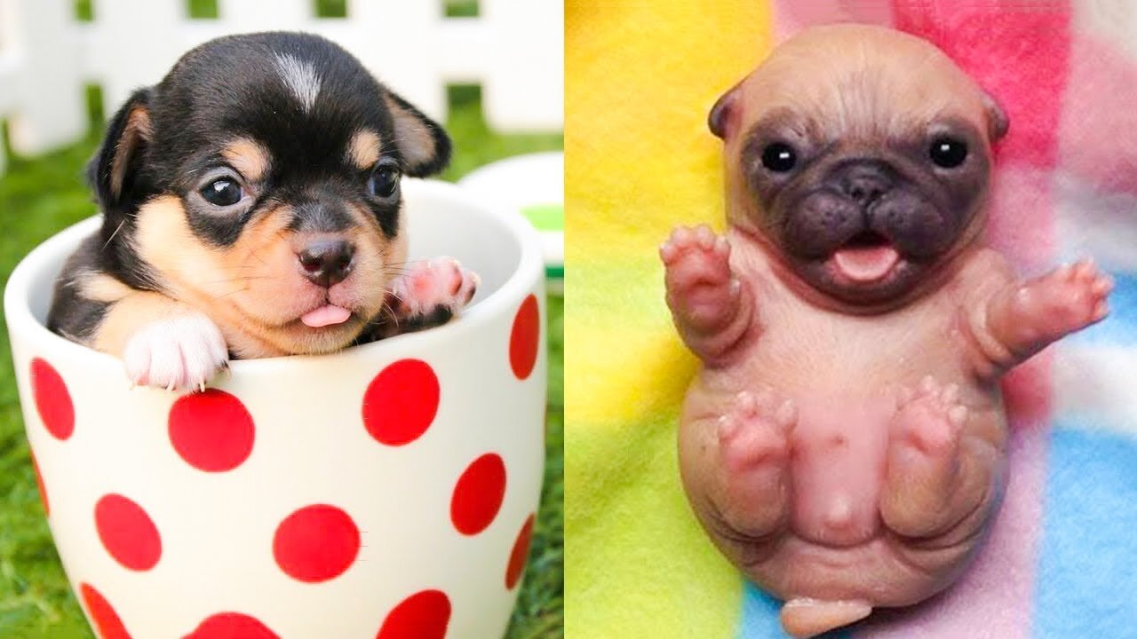 Baby Dogs - Cute and Funny Dog Videos Compilation #51 | Aww Animals