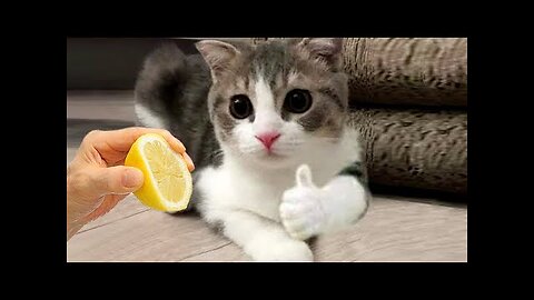 Funniest Animals 2023 😂 Best Funny Cats and Dogs 😺🐶 #6