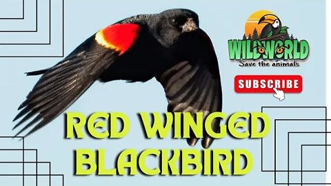 Red-winged blackbird