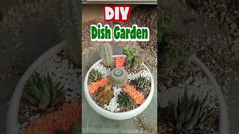 make a beautiful dish garden easily. #shorts #houseplant #cactus