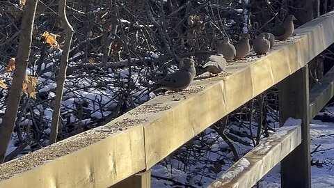 Lunch at James Gardens Toronto January day