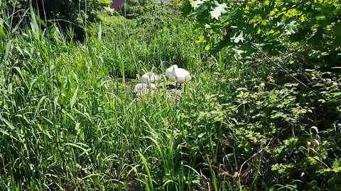 SWANS BEING SWANS