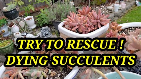 TRY TO RESCUE! DYING SUCCULENTS 🤩