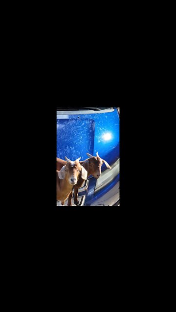 Goats Destroy Car - Why You Don't Park Near Goats #shorts #goats