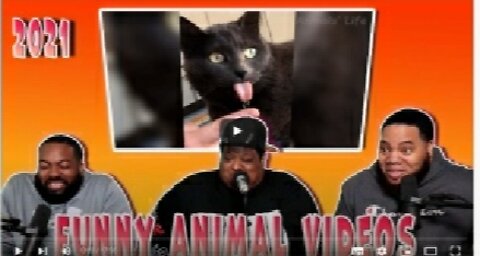 Funniest Dogs And Cats Videos - Best Funny Animal Videos of the 2022 😃 (Try Not To Laugh)