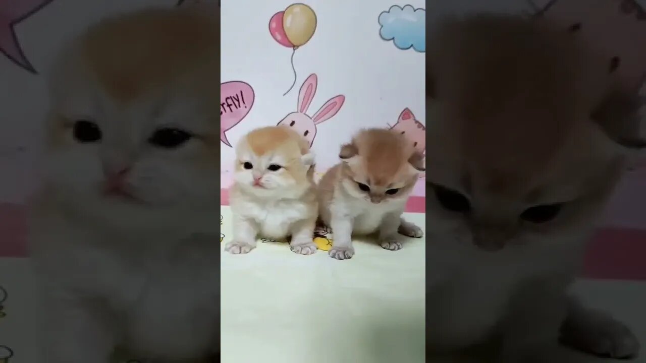 Pet cats, I don't know what they are talking about? 😂😂 #shorts #funny
