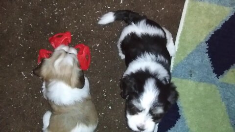 I Litter - 4.75 weeks old(1)