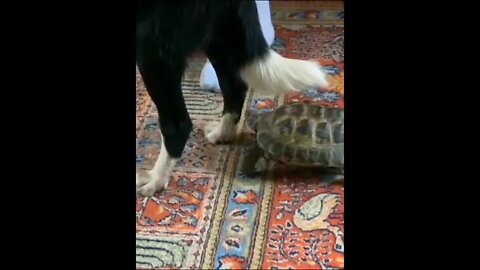Watch those ankles...too slow. 😂😬🐶🐢