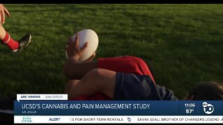 UCSD chosen by NFL for pain management and cannabis study