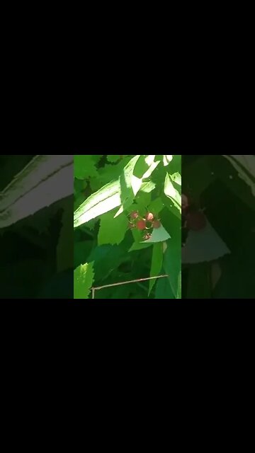 What is edible here? Blackberries