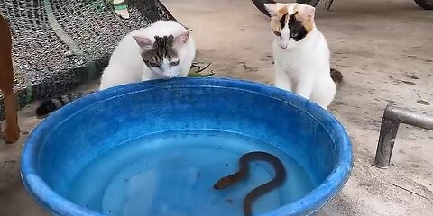 Funny animal 2023 funny cats and cute kittens Playing Compilation