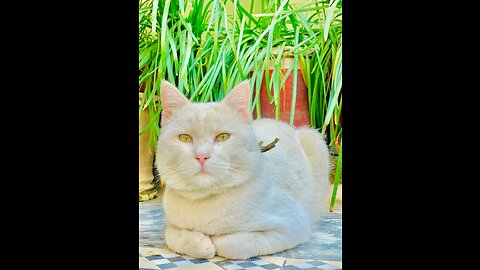 Cute cat