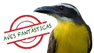 CANTO DO BEM TE VI de Bico Largo