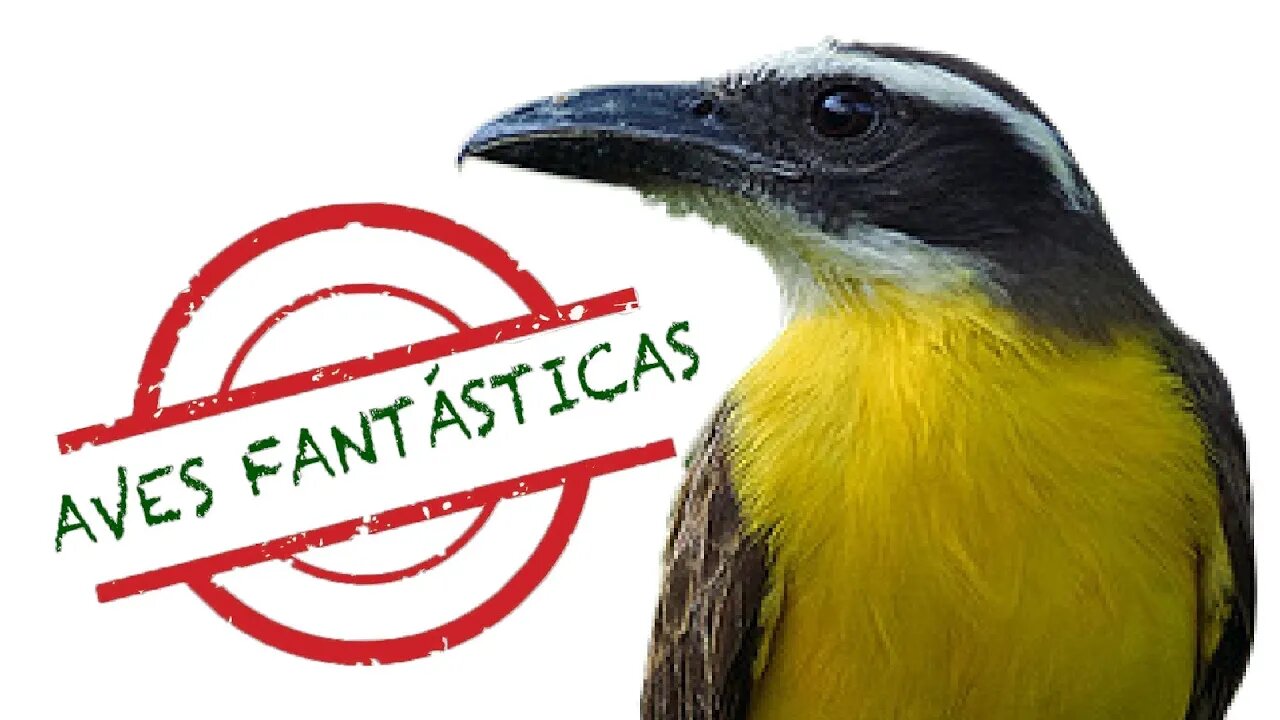 CANTO DO BEM TE VI de Bico Largo