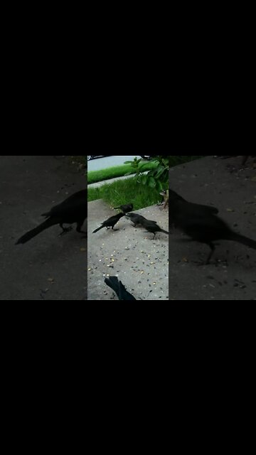 Birds In Slow Motion #Shorts 🌞