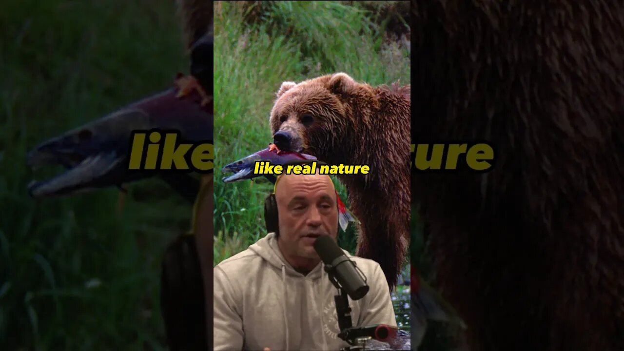 Bear Encounter: The Therapeutic Power and Vulnerability | Joe Rogan ft. Michio Kaku #1980