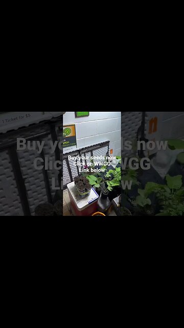 Bubba Grow Fan #bubba #giantpumpkin #garden #pumpkinseeds