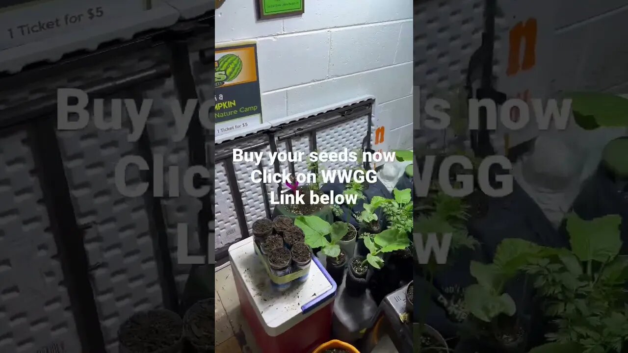 Bubba Grow Fan #bubba #giantpumpkin #garden #pumpkinseeds