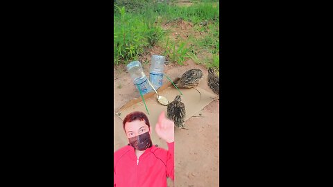 Watch These Birds Fall One by One with This Clever Trap!