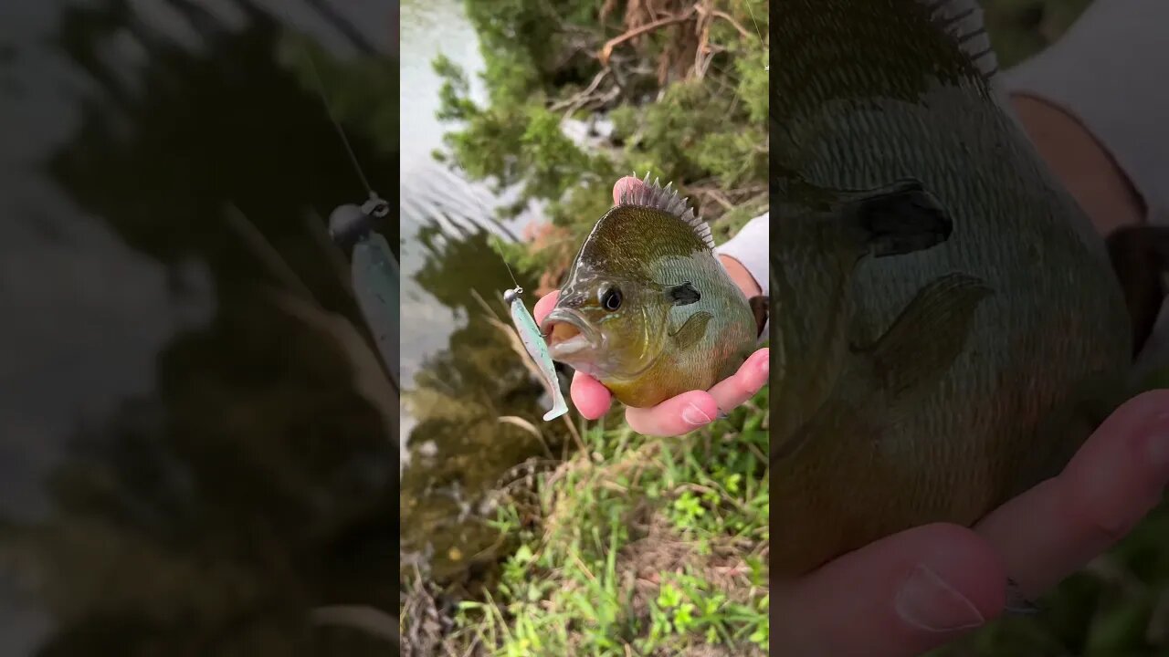 Fatty on a Micro Swimbait. #fishing #panfish #finessefishing #spring #creekfishing #shorts