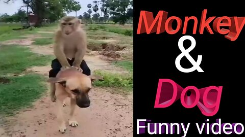 Monkey dog funny video