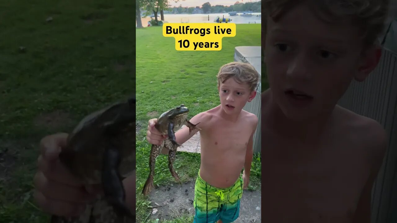 Big Frog ! #puremichigan #frogs #froggy