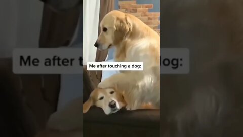 Old but Gold(en retriever) #shorts #shortsvideo #fyp #funny #dog #goldenretriever