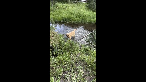 Suka loves the water!