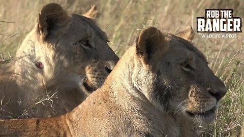 Paradise Lion Pride Run Off With A Baby Hartebeest | Maasai Mara Safari | Zebra Plains