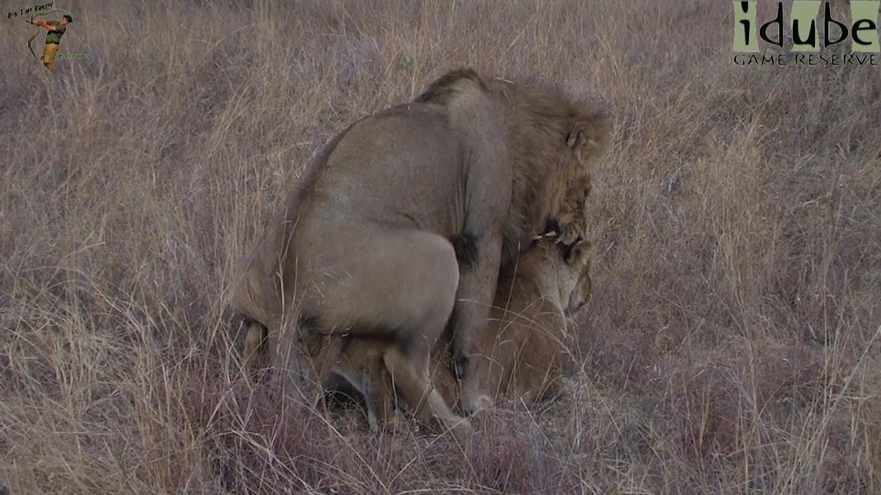 WILDlife: Twilight Pairing Lions