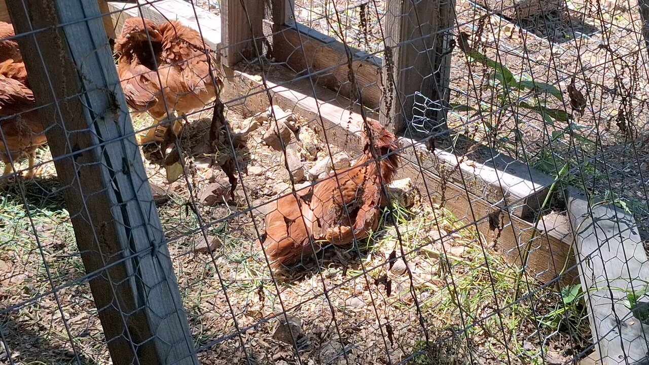 Get up lazy birds!
