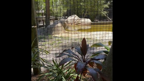 Here’s The New Malayan Tiger At Naples Zoo! 4K