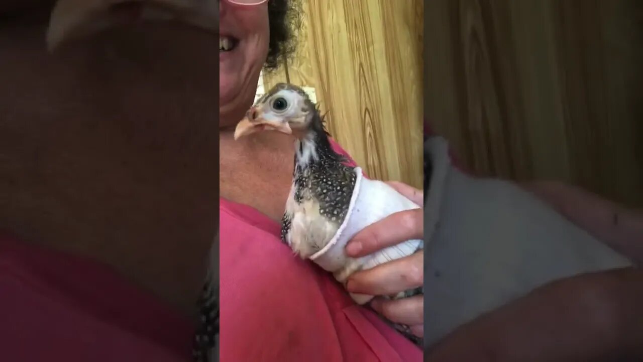 Watch what baby Guinea fowl does when dog barks