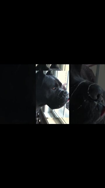 Mastiff Drool Problems #shorts #funnydogs #viral